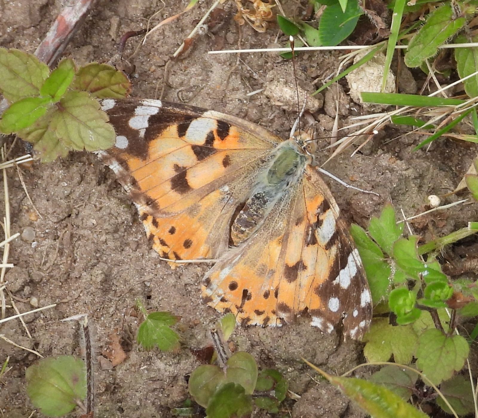  Painted Lady 